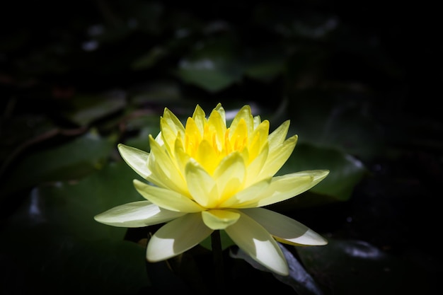 Beautiful yellow lotus blooming in pond closeup lily flower for background Symbol of Buddhism