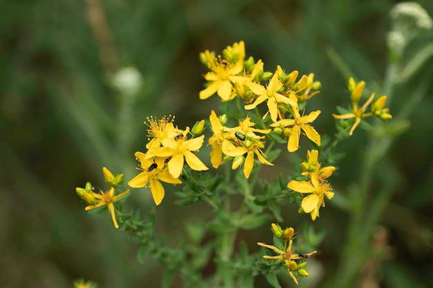 beautiful yellow macro flowers with colored beetles on the petals