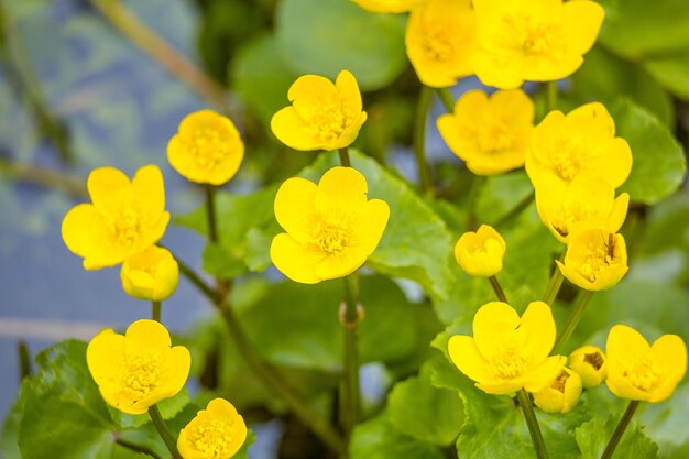 Beautiful yellow march marigold flowers in the spring kingcups blooming in northern europe wetlands