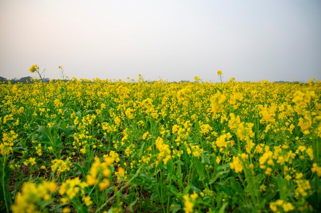 フィールドの美しい黄色のマスタードの花自然景観ビュー