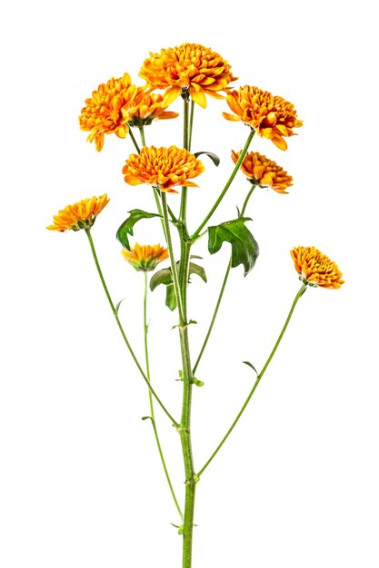 Beautiful yellow orange chrysanthemum flowers isolated on white background.