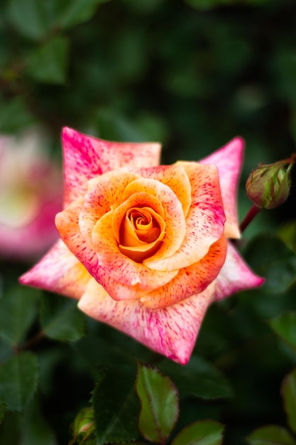 beautiful yellow orange pink rose large bud