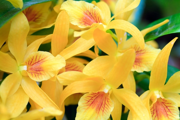 Beautiful yellow orchid flowers cluster  