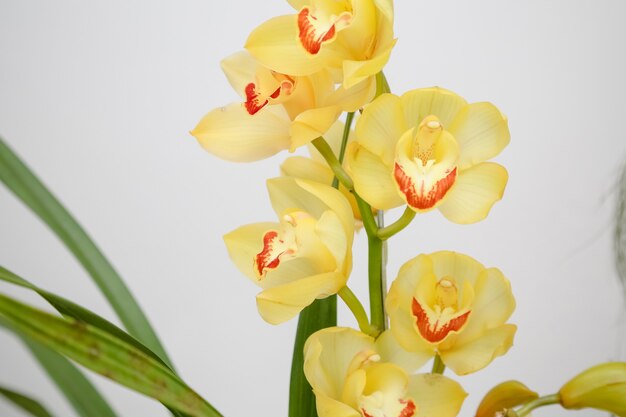 Beautiful yellow orchid with green leaves in winter