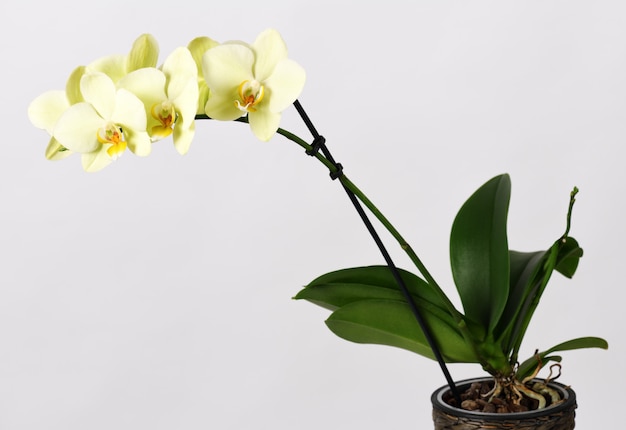 Beautiful yellow orchid