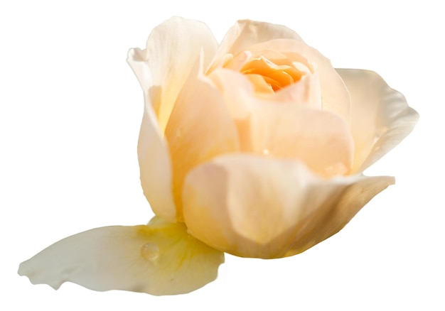 Beautiful yellow pink rose pastel petal isolated on white with clipping path