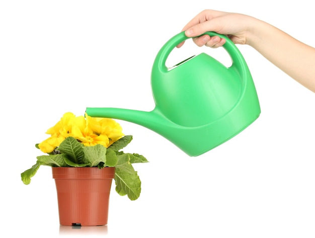 Beautiful yellow primula in flowerpot and watering can, on white