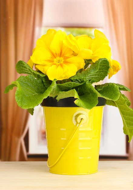 木製の窓枠の植木鉢の美しい黄色のプリムラ