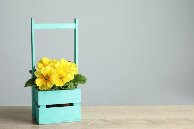 Beautiful yellow primula primrose flower in wooden crate on table space for text Spring blossom