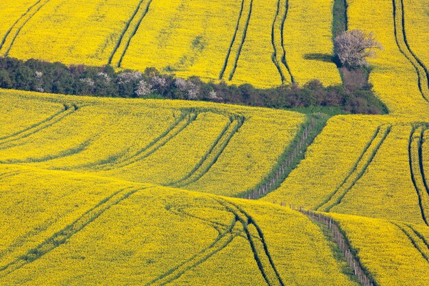 Bellissimi campi di colza gialli