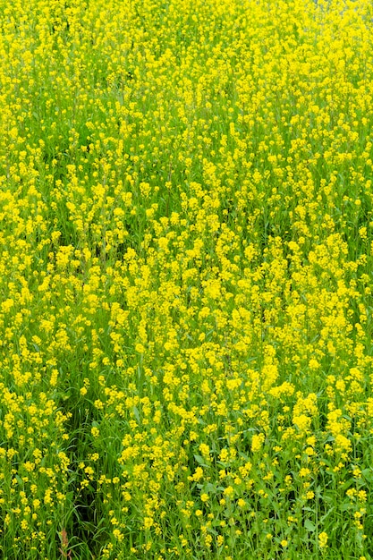 Beautiful yellow Rapeseed flowers blooming at Ryuganbuchi in Fuji City Japan