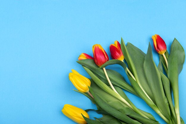 Beautiful yellow and red spring tulips on light blue background top view greeting card