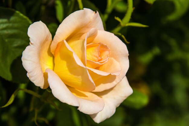 Beautiful yellow rose blooming in the garden