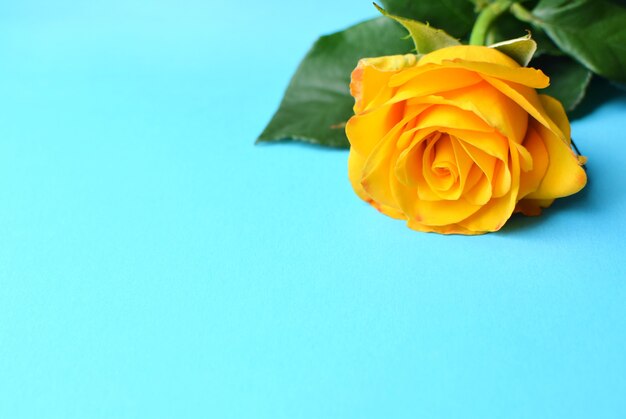 A beautiful yellow rose on a blue background.