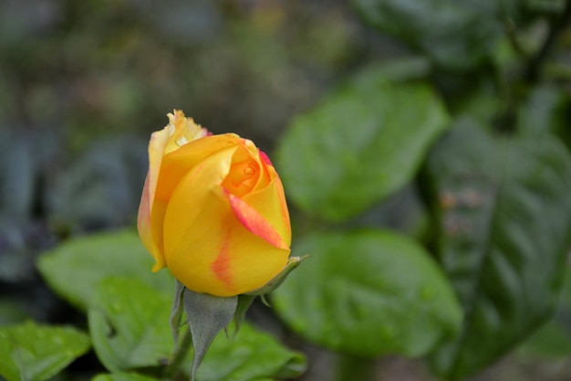 Beautiful yellow rose bud with leaves