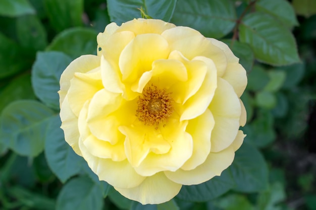 Beautiful yellow rose flower in a garden