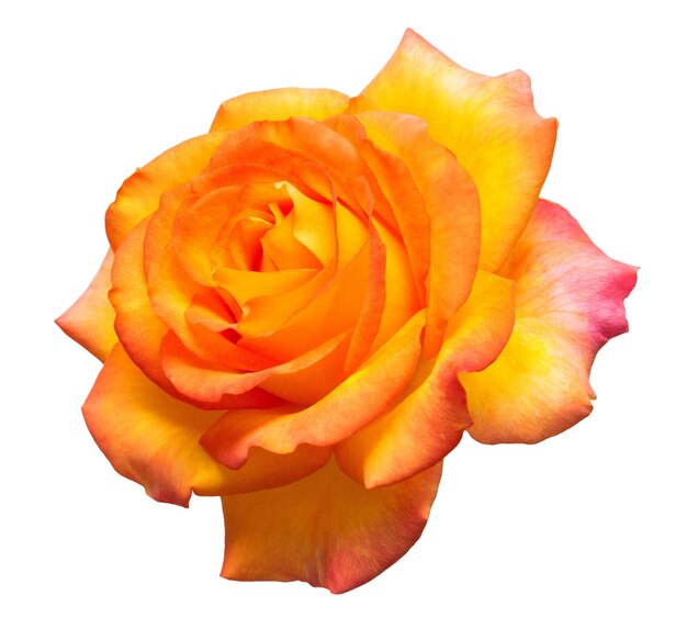 Beautiful yellow rose flower isolated on white background. Flat lay, top view