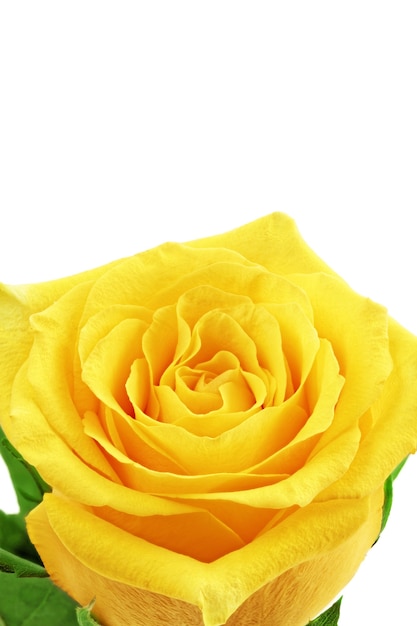 Foto bellissimo fiore di rosa gialla. isolato.