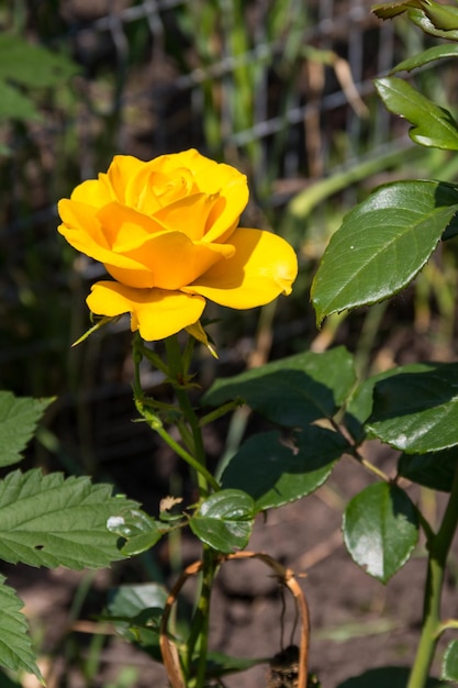 Красивая желтая роза на клумбе в саду