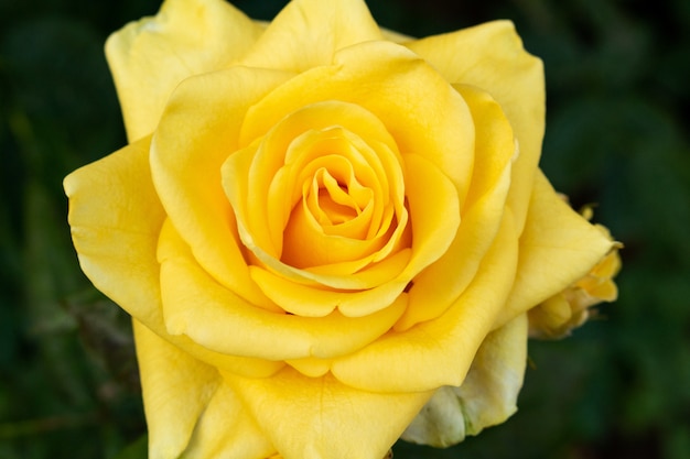 Photo beautiful yellow rose flowers close up