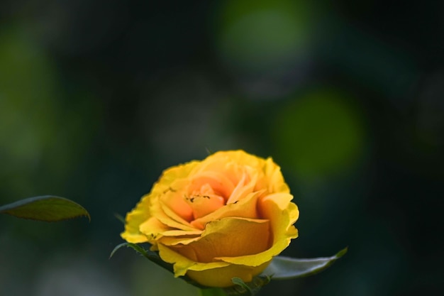 A beautiful yellow rose in the garden on a summer day Floriculture