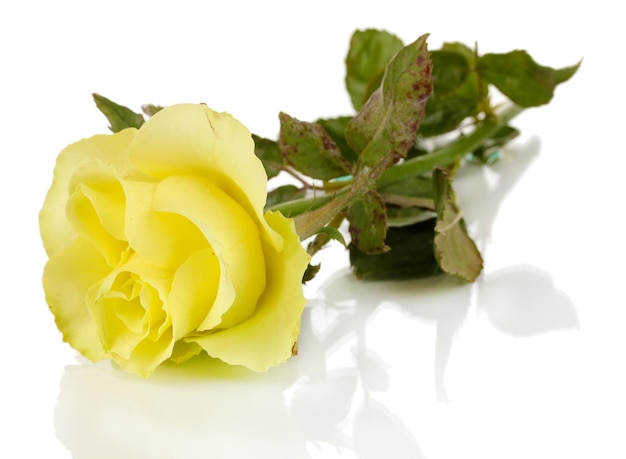 Beautiful yellow rose isolated on white