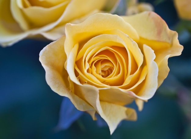 Beautiful yellow rose