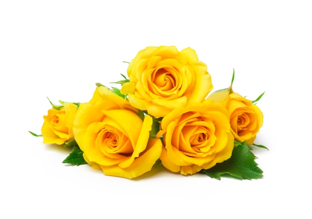 Beautiful yellow roses isolated