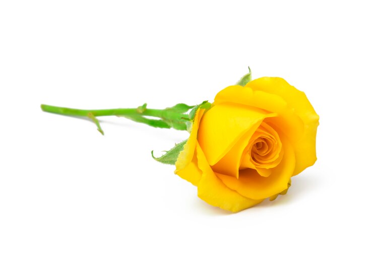 Photo beautiful yellow roses isolated