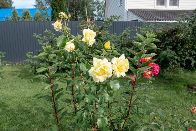 Beautiful yellow roses natural farming
