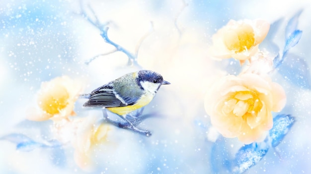 Beautiful yellow roses and tit bird in the snow and frost Artistic winter natural image Winter spring season