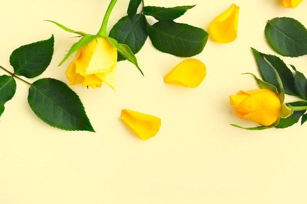 Beautiful yellow roses with green leaves and petals on yellow