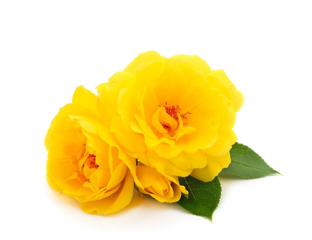 Beautiful yellow roses