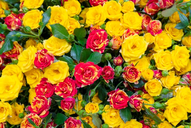 Beautiful yellow roses.