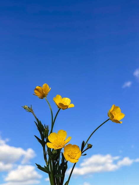 晴れた青い空を背景に美しい黄色の春の花 こんにちは春 青と黄色