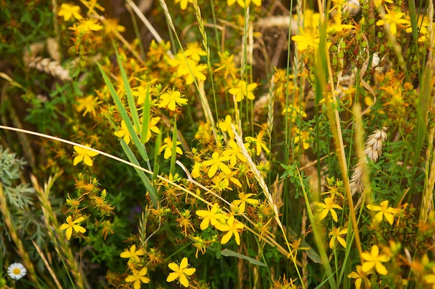 A beautiful yellow St. John's wort in the middle of a wheat field