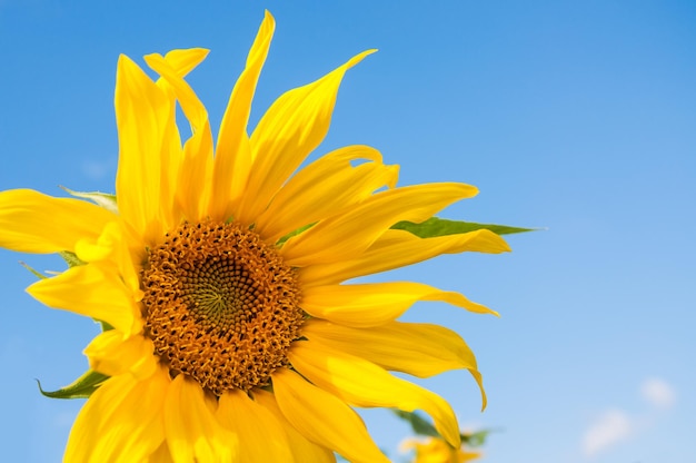 Bellissimo girasole giallo contro il cielo blu