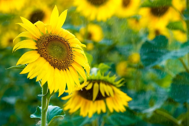 Beautiful yellow sunflower in summer rain, sunny day.