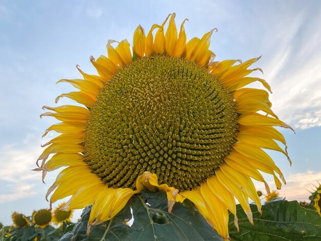 Beautiful yellow sunflower on a sunflower field closeup