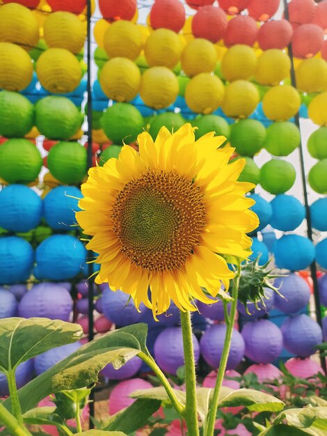 A beautiful yellow sunflower