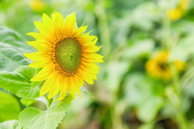 Beautiful yellow sunflower