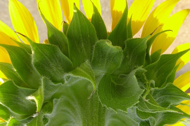 Beautiful yellow Sunflower