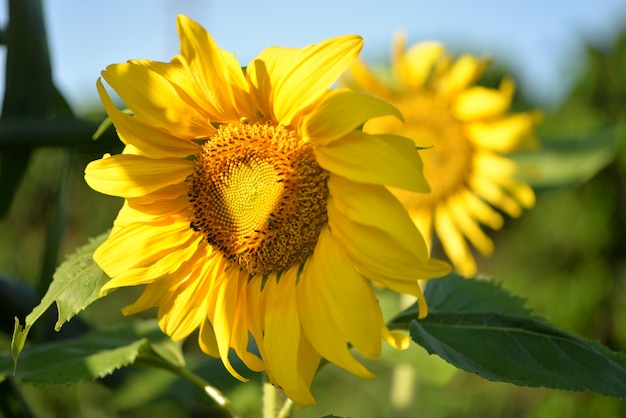 Beautiful yellow sunflower