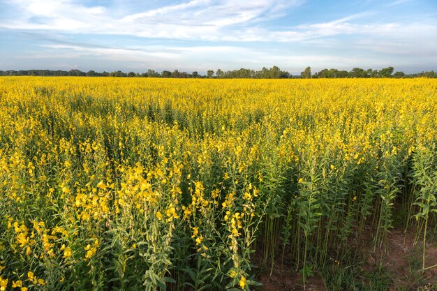 Photo beautiful yellow sunhemp or crotalaria juncea