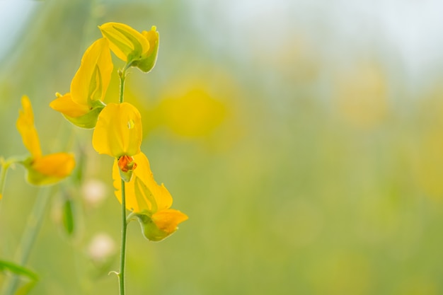 自然バックグラウンドで美しい黄色のサンヘンプの花。クロタラリア・ジュンセア