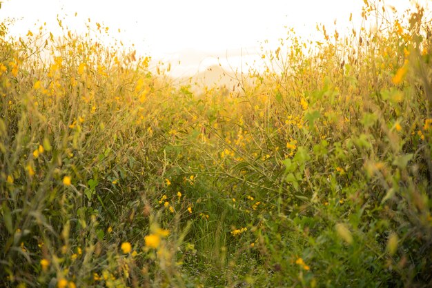 写真 ヴィンテージの美しい黄色のサンムンプの花