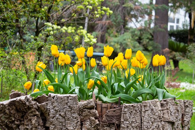 Красивые желтые тюльпаны полевые цветы на клумбе в парке в летний день