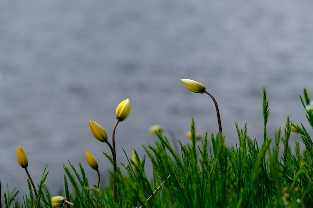 柔らかい青い川の背景マクロの自然の美しい黄色のチューリップの花新鮮な春の朝
