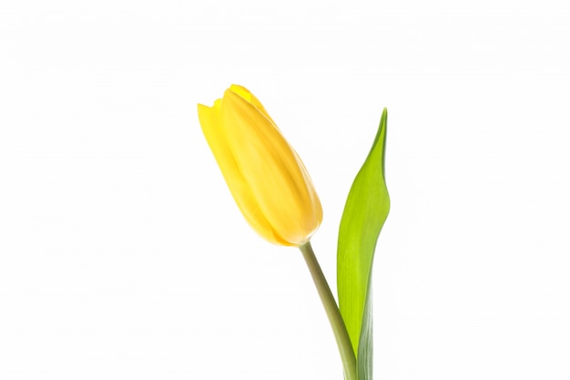Красивый желтый тюльпан на белом