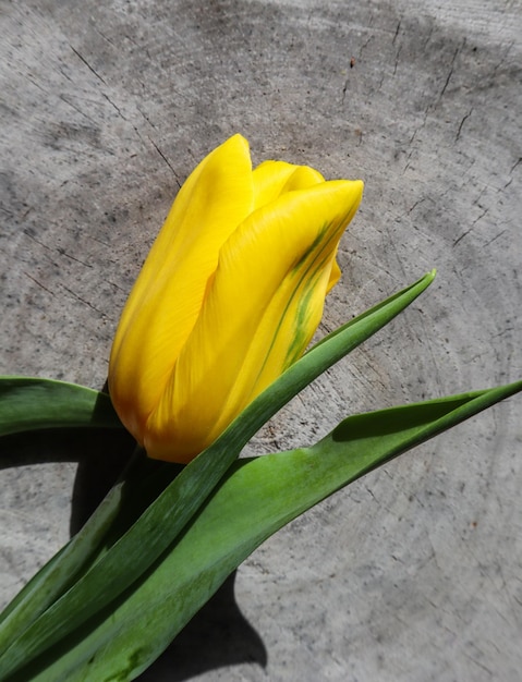 Красивый желтый тюльпан на шероховатой поверхности старого пня